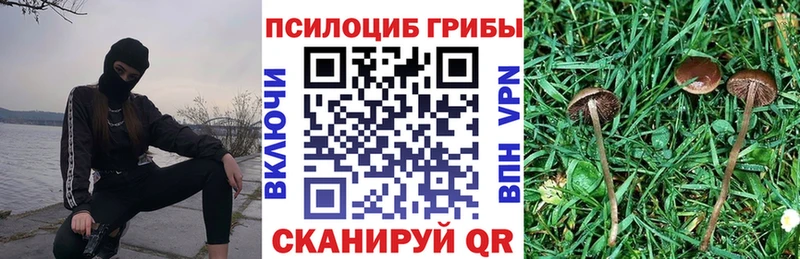 Купить где  Сокол  Галлюциногенные грибы Psilocybine cubensis 